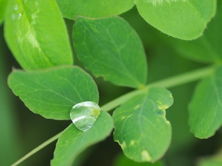 夏草に付いた朝露の水滴