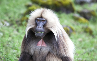 Gelada baboon in Simien mountains