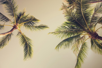 Fototapeta na wymiar Coconut palm trees, looking up angle