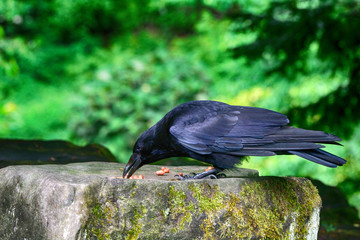 Carrion crow, Dunfermline, Scotland