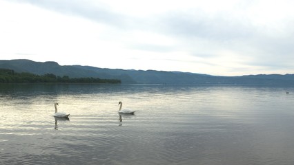 Obraz na płótnie Canvas 洞爺湖の白鳥