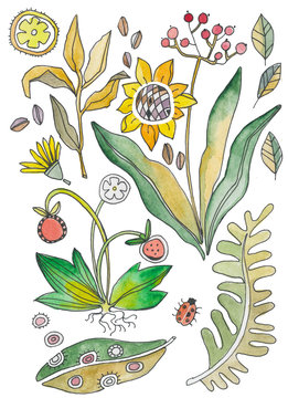 ботаническая иллюстрация, акварельные растения и грибы