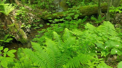 初夏の森　小さな川