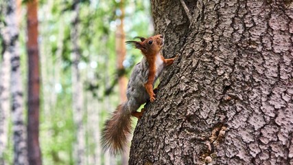 Squirrel sits on a tree