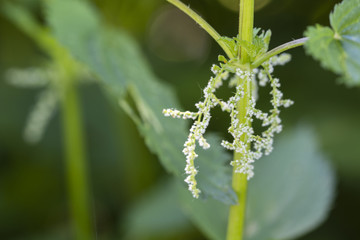 Flower of nettles in nature.