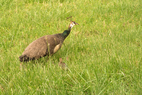 Pava