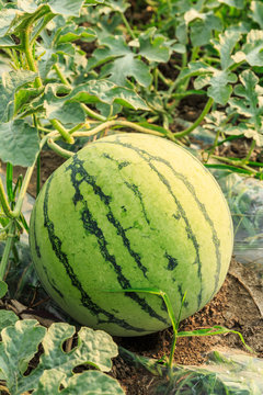Agricultural watermelon field in the summer