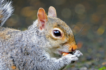 Grey squirrel, Dunfermline, Scotland