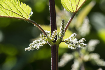 Flower of nettles in nature.