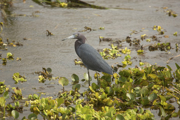 Little blue heron standing in swamp vegetation in Florida.