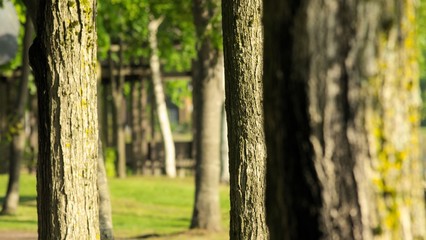Fototapeta premium 公園風景 樹木のクローズアップ