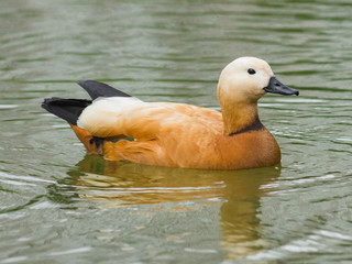 Male Ruddy shelduck Tadorna ferruginea swimming close-up portrait, selective focus, shallow DOF