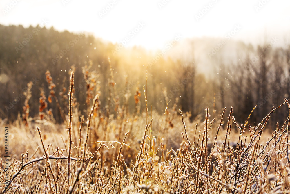 Wall mural frozen meadow