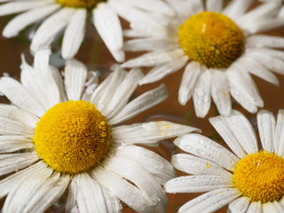 Obraz premium Field of daisies floating in the water. Chamomile with drops of water. Flowers with white petals and yellow pistils photographed closeup with soft focus on blurred background. Nature background.