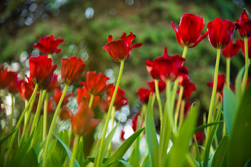 Obraz premium Beautiful tulip flower and green leaf background at sunny summer or spring day.