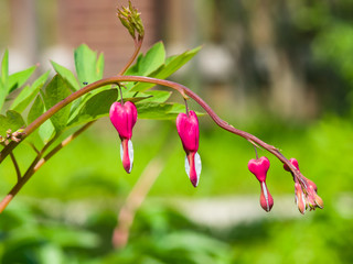 Pacific or Wild Bleeding Heart, Dicentra Formosa, flowers on stem with bokeh background, macro, selective focus, shallow DOF