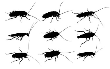 Silhouettes of cockroaches. 
