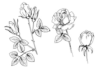 графическая иллюстрация, розы и шипы