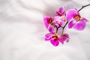 The branch of purple orchids on white fabric background 