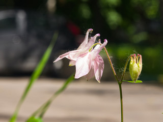 Pink flower of European or Common columbine, Aquilegia vulgaris, close-up, selective focus, shallow DOF