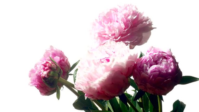 Time lapse of pink Peonies blooming. Studio shot over white.