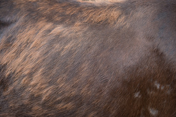 horse body as background and texture