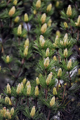 Obraz premium Selective focus close-up photography. Decorative pine with young cones. Fresh spruce shoot, natural background.
