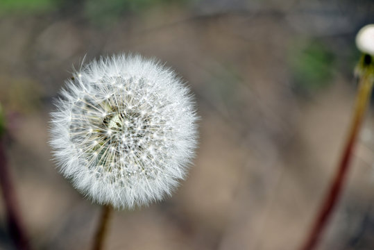 Fototapeta Selective focus close-up photography. It is flowering dandelion with white fuzz growing canola field.