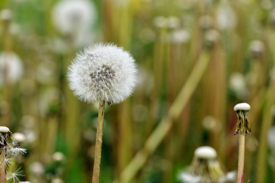 Fototapeta Selective focus close-up photography. It is flowering dandelion with white fuzz growing canola field.