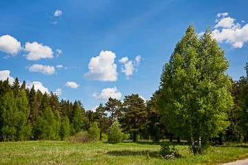 Summer forest