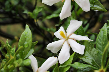 雨に濡れたクチナシの花