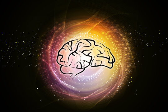 Human brain structure