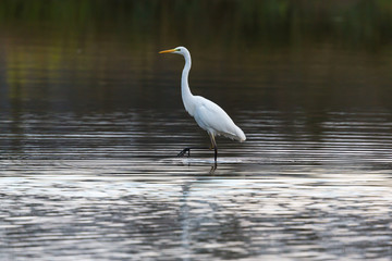 Naklejka premium great white egret (egretta alba) walking and wading in water