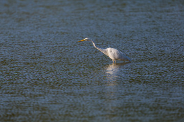 great white egret (egretta alba) walking and wading in blue water during sunshine