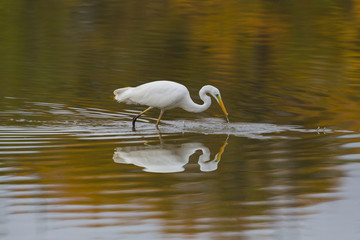 great white egret (egretta alba) during hunt, reflected from water surface