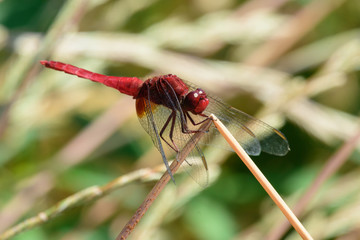 ショウジョウトンボ