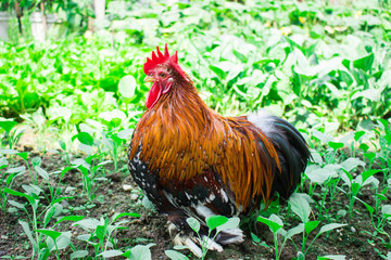 Beautiful chickens on a farm