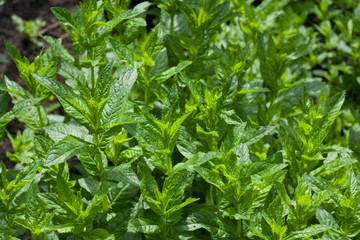 Mint leaves in the garden under the rays of the sun. Close up of fresh mint leaves texture or abstract background.