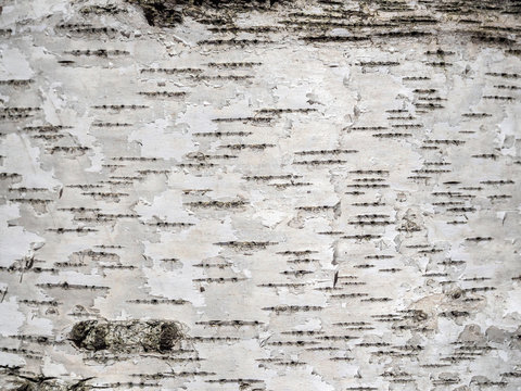 birch tree bark texture natural background close-up.