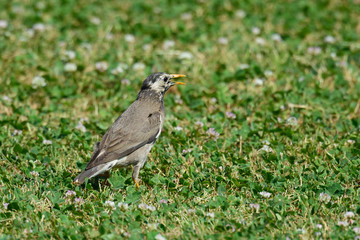 Obraz premium ムクドリ