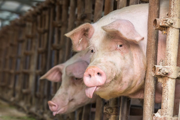 Pig in the countryside farm