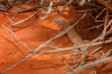 Desert Lizard