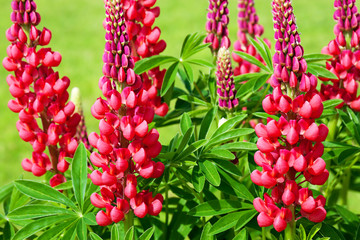 red flowers lupines flowering on a flowerbed in a garden
