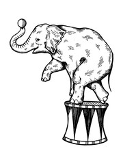Circus elephant engraving vector