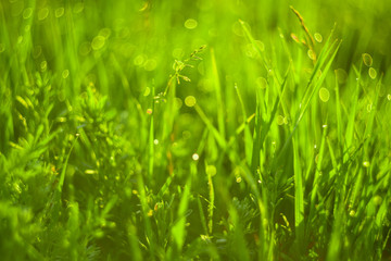 Fototapeta na wymiar Green grass and drops of morning dew