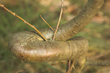 Twisted hazel trunk (Corylus avellana)