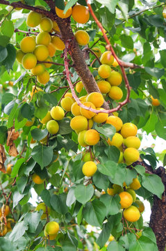 Apricot tree branches with fruits and leaves. Apricots ripen
