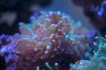 Fototapeta na wymiar torch coral