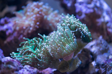 Fototapeta na wymiar torch coral