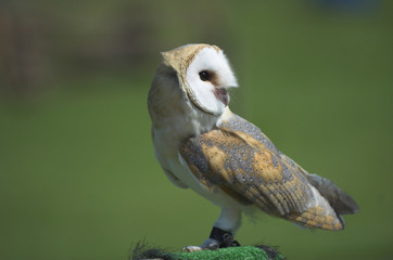 Falconer's barn owl (Tyto alba)